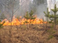 Об установлении особого противопожарного режима в лесах на территории Республики Коми