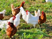 Памятка по профилактике гриппа птиц населению и фермерам